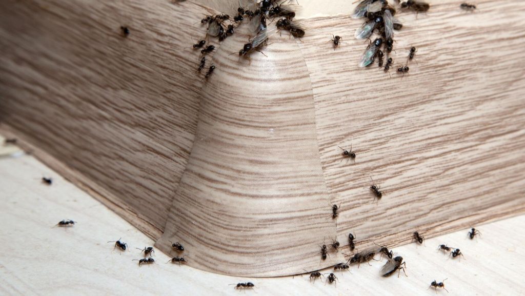 Learn how to handle pest infestations with our step-by-step guide. From identifying pests to prevention, get expert advice and practical solutions.