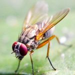 fruit-fly-815x458-1.jpg