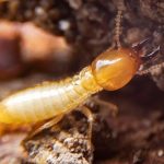termite-chewing-wood-inside-walls.jpg