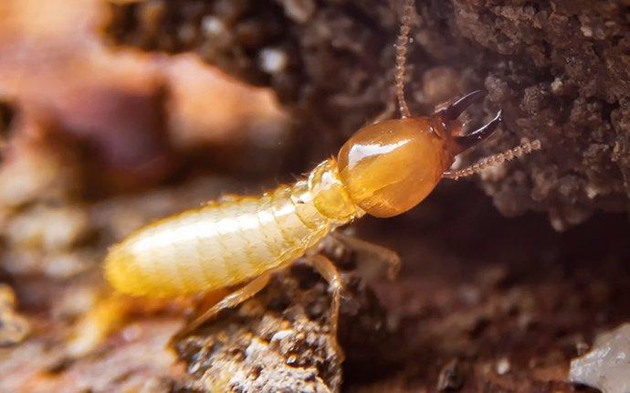 termite-chewing-wood-inside-walls.jpg